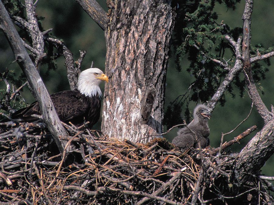 Eagle parents protect their eggs in a nest until they hatch The nest is built - photo 14