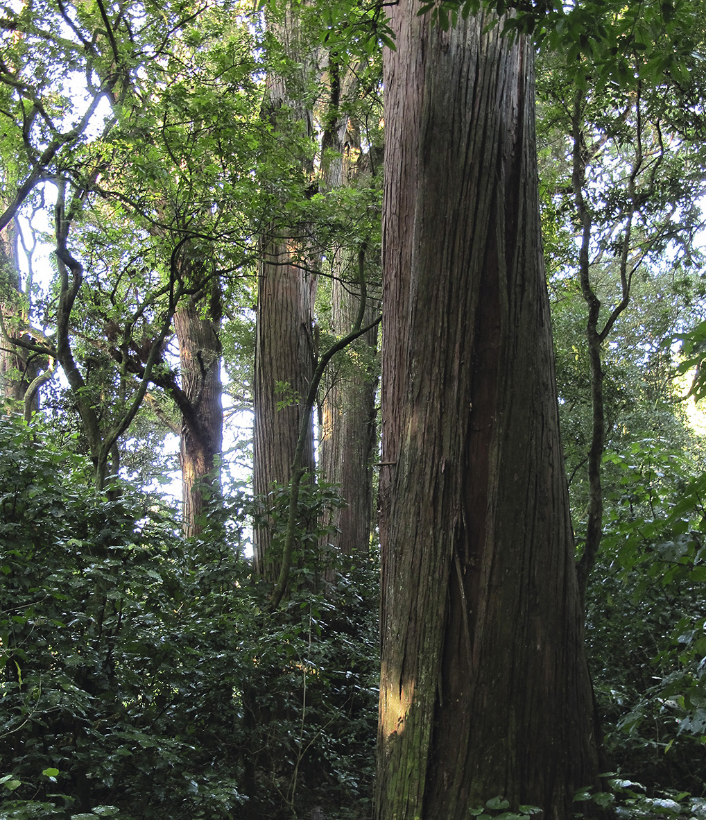 The skin of the ttara the first tree that Tne created evokes chiefly - photo 4