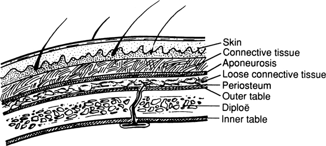 12 Figure Vascular System Arterial Supply The arteries of the scalp are - photo 2