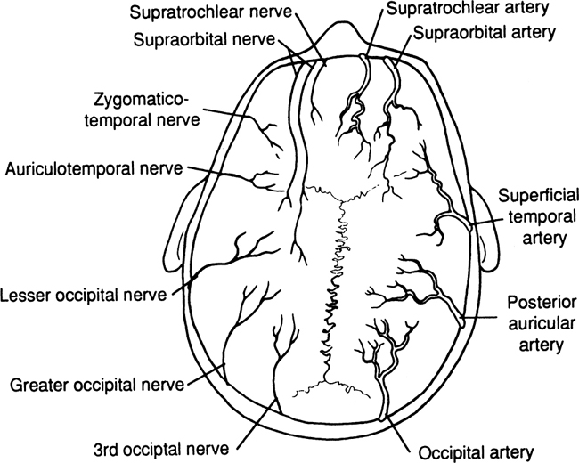 Figure 13 Arterial blood supply shown on right Nerve distribution shown on - photo 3