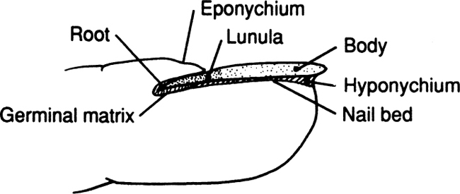 Figure 15 Figure 16 Technique Benign Skin Lesions Figs - photo 5