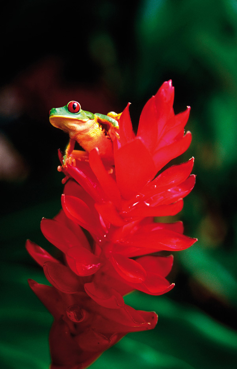 Red-eyed tree frog TOM BOYDEN GETTY IMAGES Top Experiences - photo 6