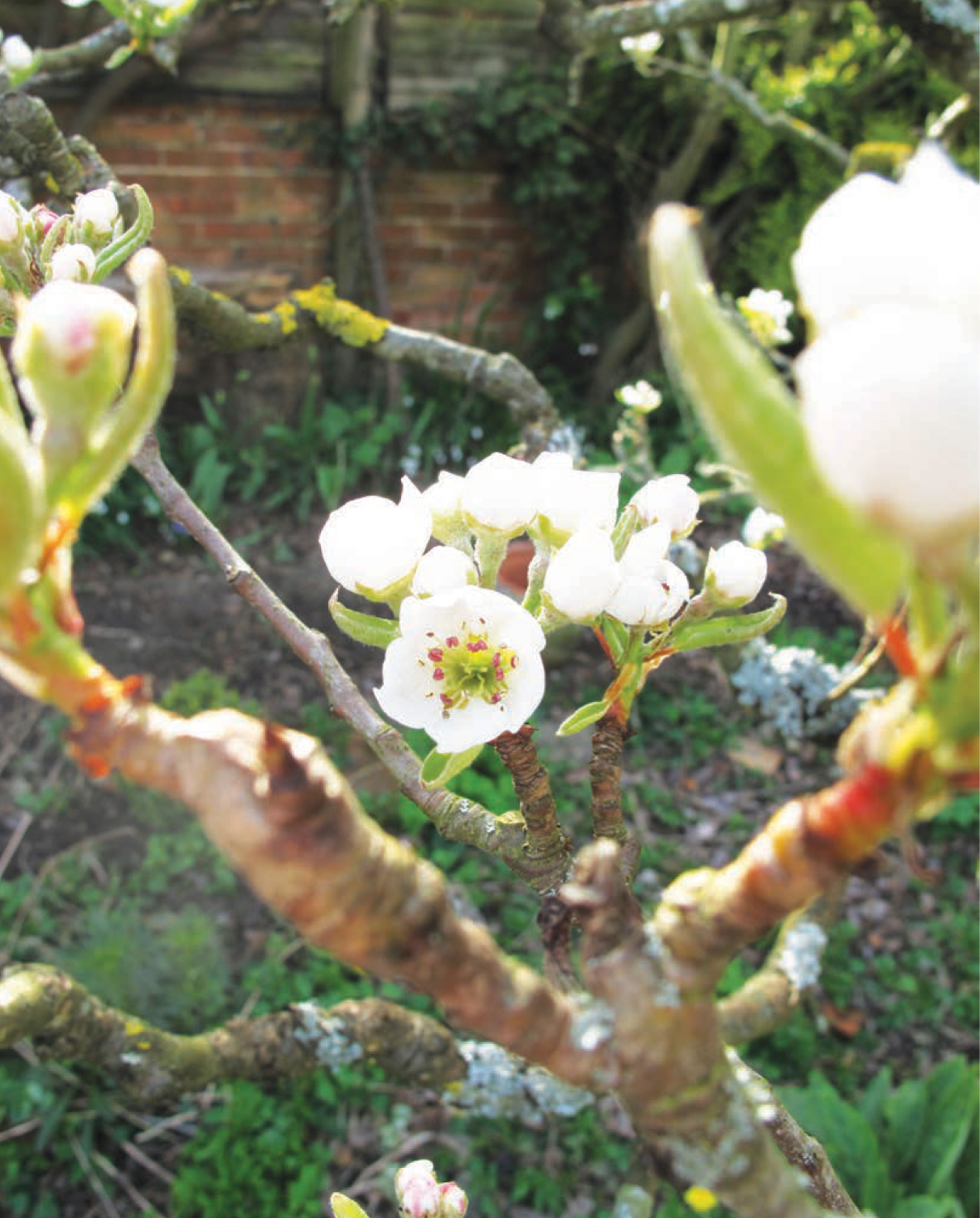 To Dr John Slade my botanical uncle ACKNOWLEDGEMENTS I would like to thank - photo 2