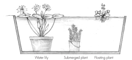 A water garden should have a balance of aquatic plants including those that - photo 1