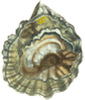 Oyster a gastronomic history with recipes - image 8