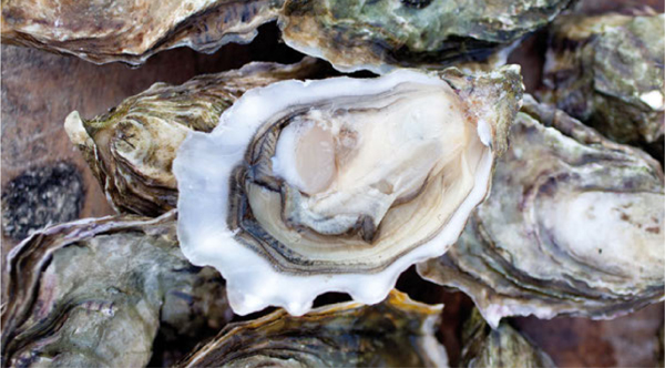 Fresh oysters demonstrating that the top shell is flatter while the lower side - photo 6