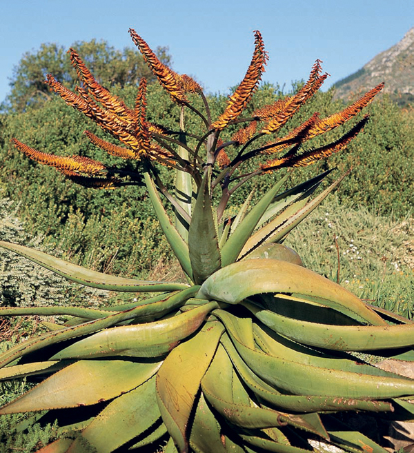 The genus Aloe displays a wide diversity of different growth forms However - photo 2