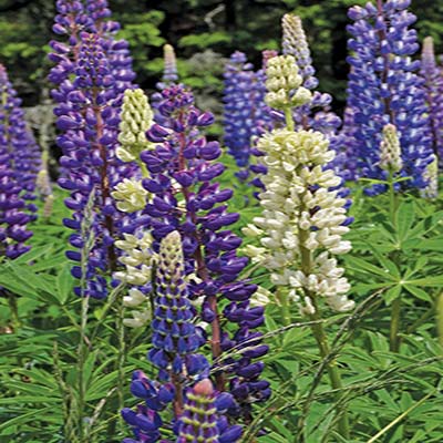 lupine blossoms the Mayflower Society House and Library in Plymouth - photo 6