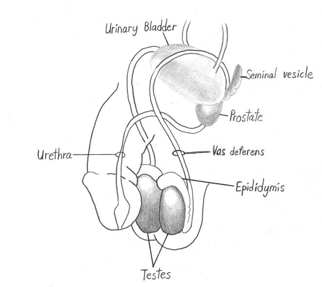 Whatis a male orgasm Themale orgasm has two phases Theorgasm phase - photo 2