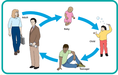 The human life cycle Children are born and grow into adults who reproduce and - photo 3