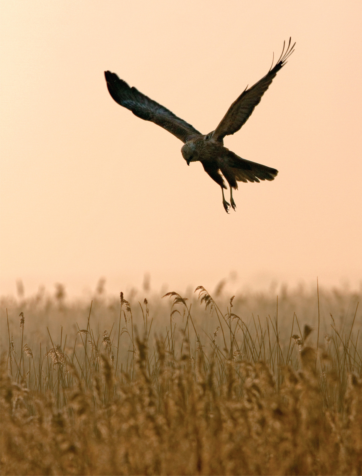 Collins where to see wildlife in Britain and Ireland over 800 best wildlife sites in the British Isles - image 3