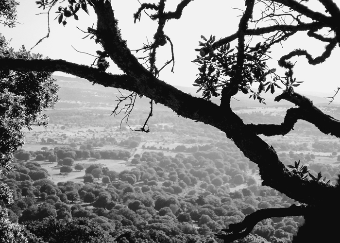 Figure 02 Gnarled holm oak tree Quercus ilex on the Supramonte plateau - photo 2