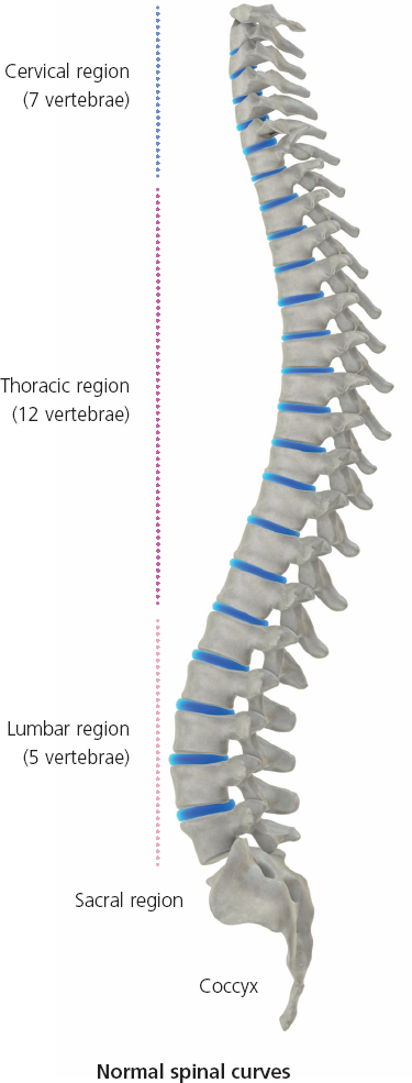 Spinal nerves Contained within the bony canal that runs the entire length of - photo 10