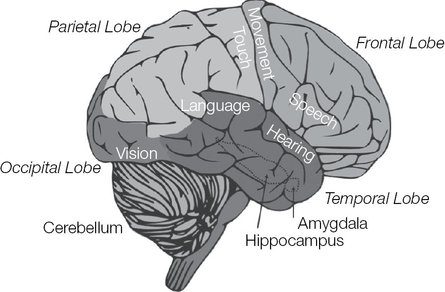 Figure 1 Your brain is the command and control center for your nervous system - photo 3