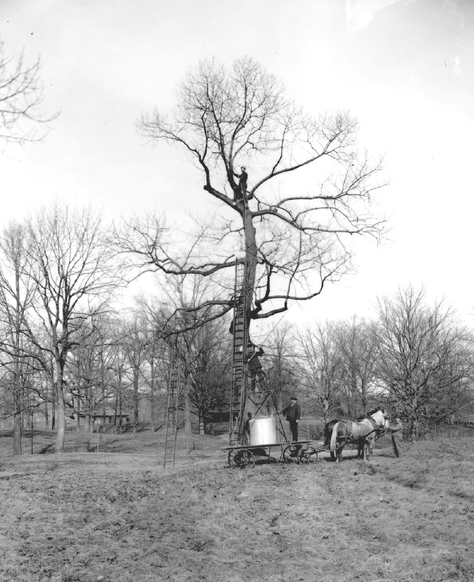 Workers sprayed the parks chestnut trees hoping to kill the disease that was - photo 9