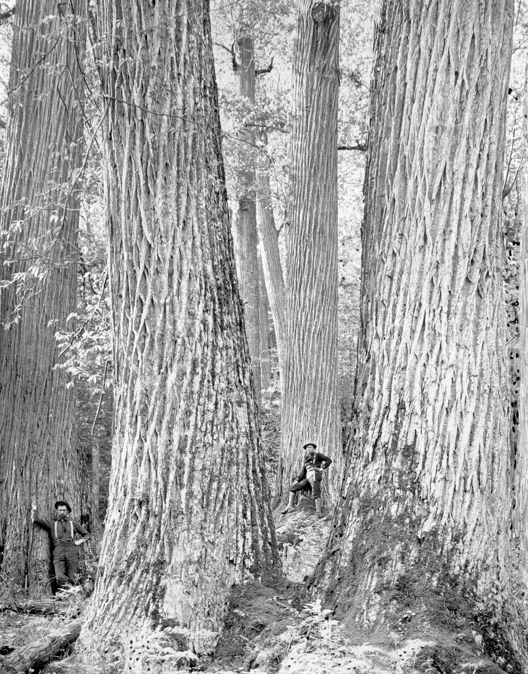 The gargantuan trunks of these American chestnut trees dwarf the men standing - photo 7