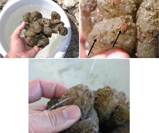 Fig 12 Ascidians or sea-squirts grow in potato-like clumps These were - photo 2