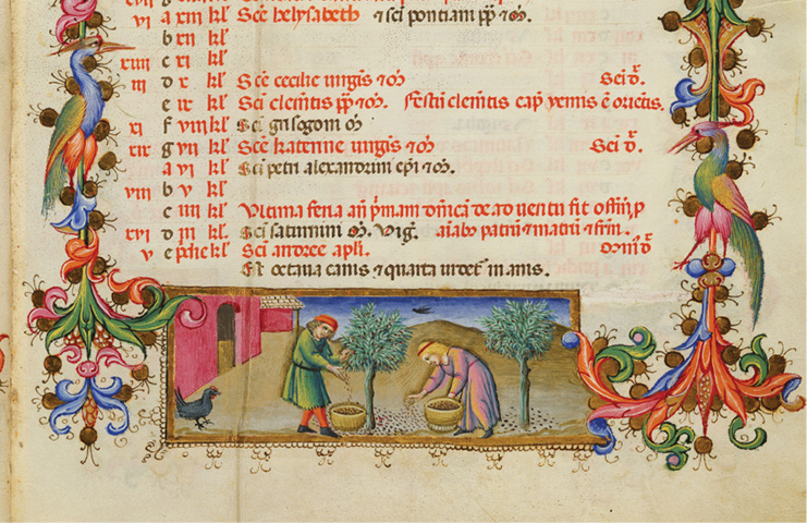 The olive harvest as depicted by Sano di Pietro in a fourteenth-century - photo 17