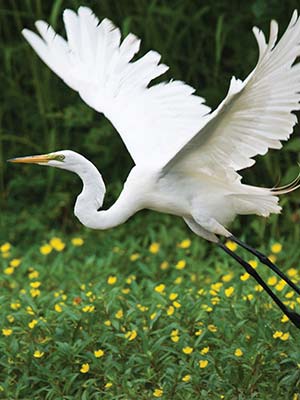 great egret at the Trinity River Audubon Center The Wild Detectives - photo 27