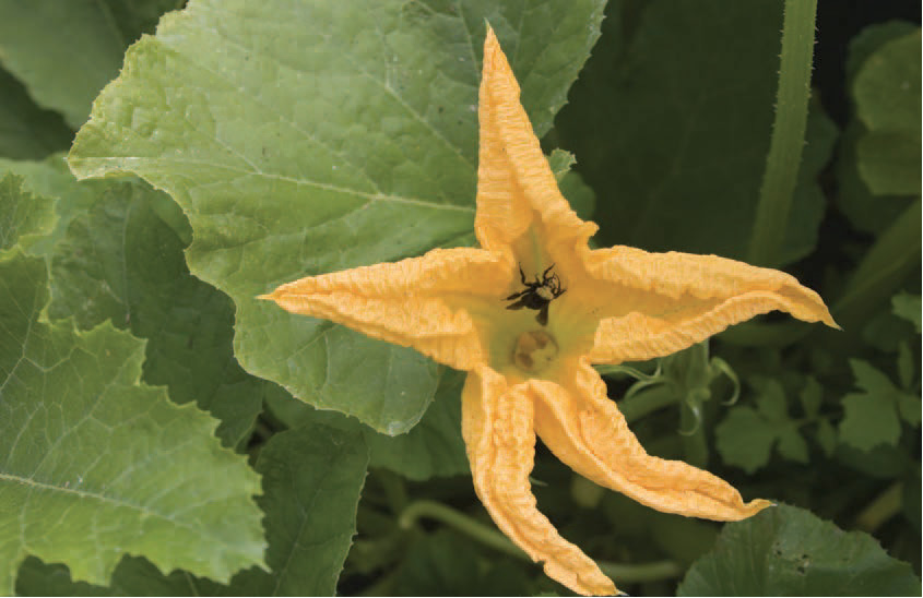 Fat bumblebees bury their faces in squash blossoms The choice my daughter made - photo 5