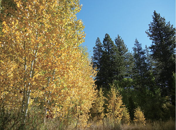 Aspen turn golden along the trail to Marlette Lake Thanks to my hiking - photo 5