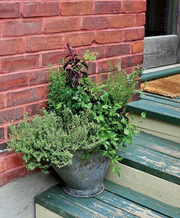 Introduction I have very fond memories of my first herb plant a little curly - photo 5