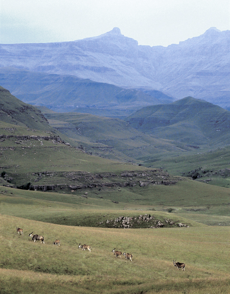 Pl 1 A line of eland antelope moves past low cliffs with painted rock shelters - photo 1