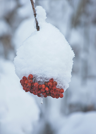 S NOW -C OVERED B ERRIES U TAH A fresh snow in the Wasatch Mountains of - photo 9