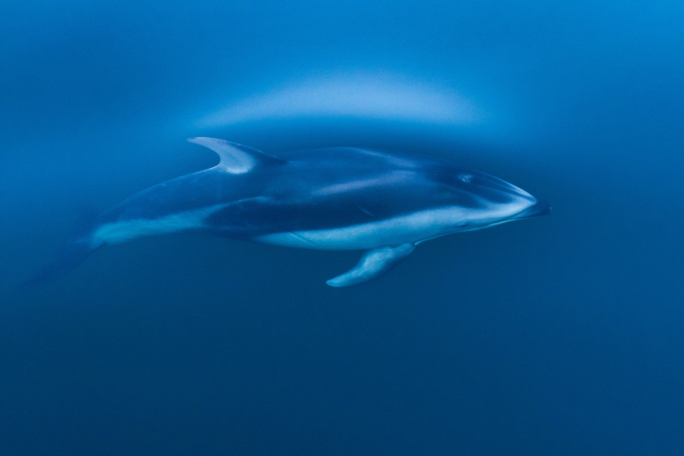 The dolphin created a pressure wake above its body just before breaking the - photo 6