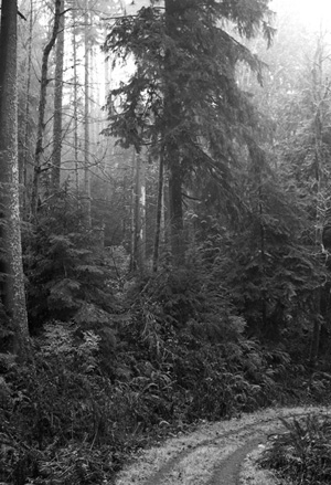 The Jones Creek Hike a 2-mile exploration into the northern edge of Multnomah - photo 5