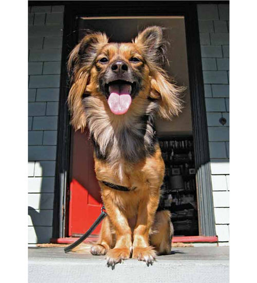 FRANKIE stands proud on his porch He smiles into the sun and watches the white - photo 7