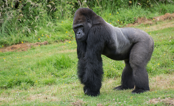 Lowland gorilla For more information on threatened species go to - photo 11