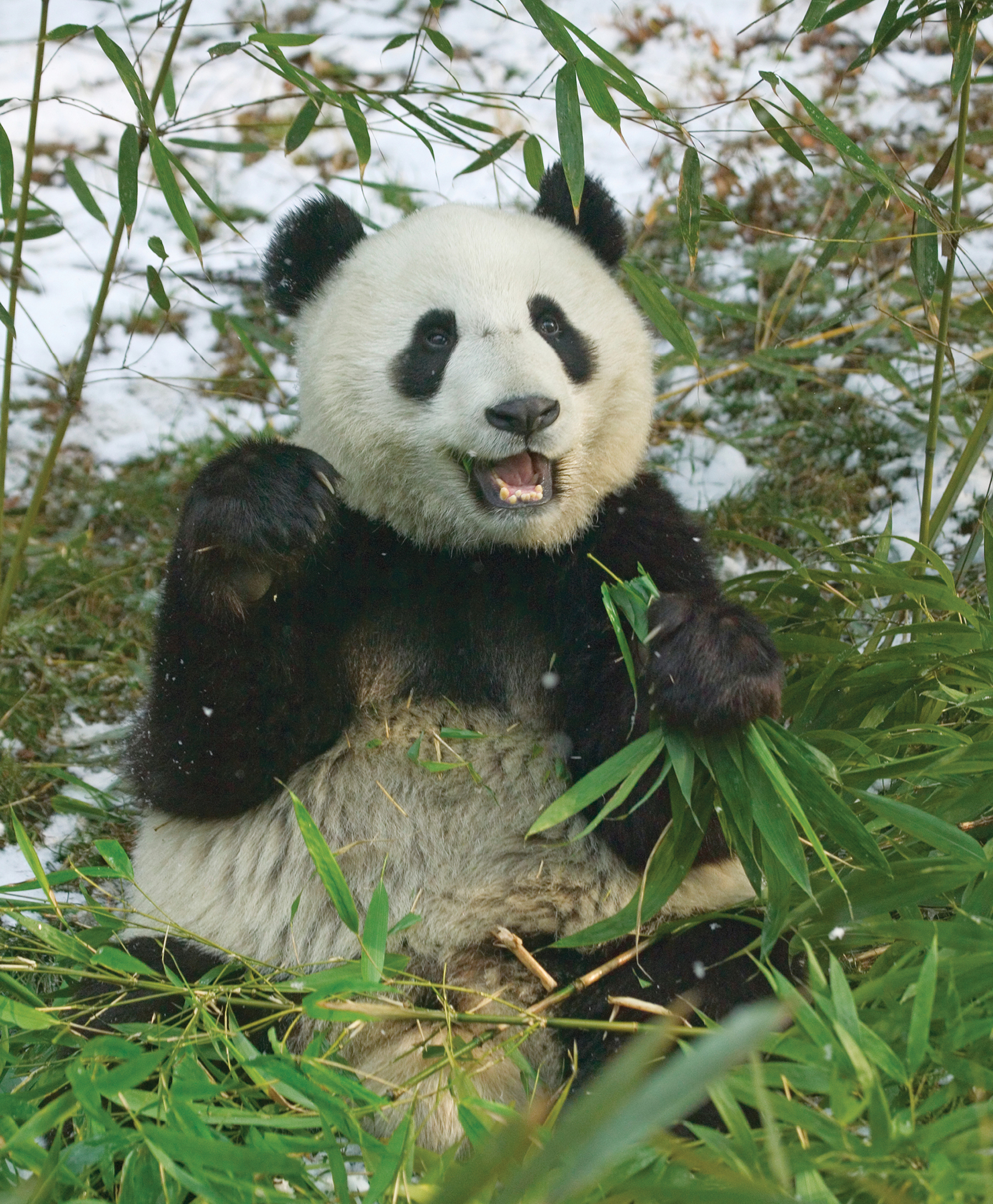 A giant panda in the Wolong Nature Reserve in Sichuan Province China The - photo 2