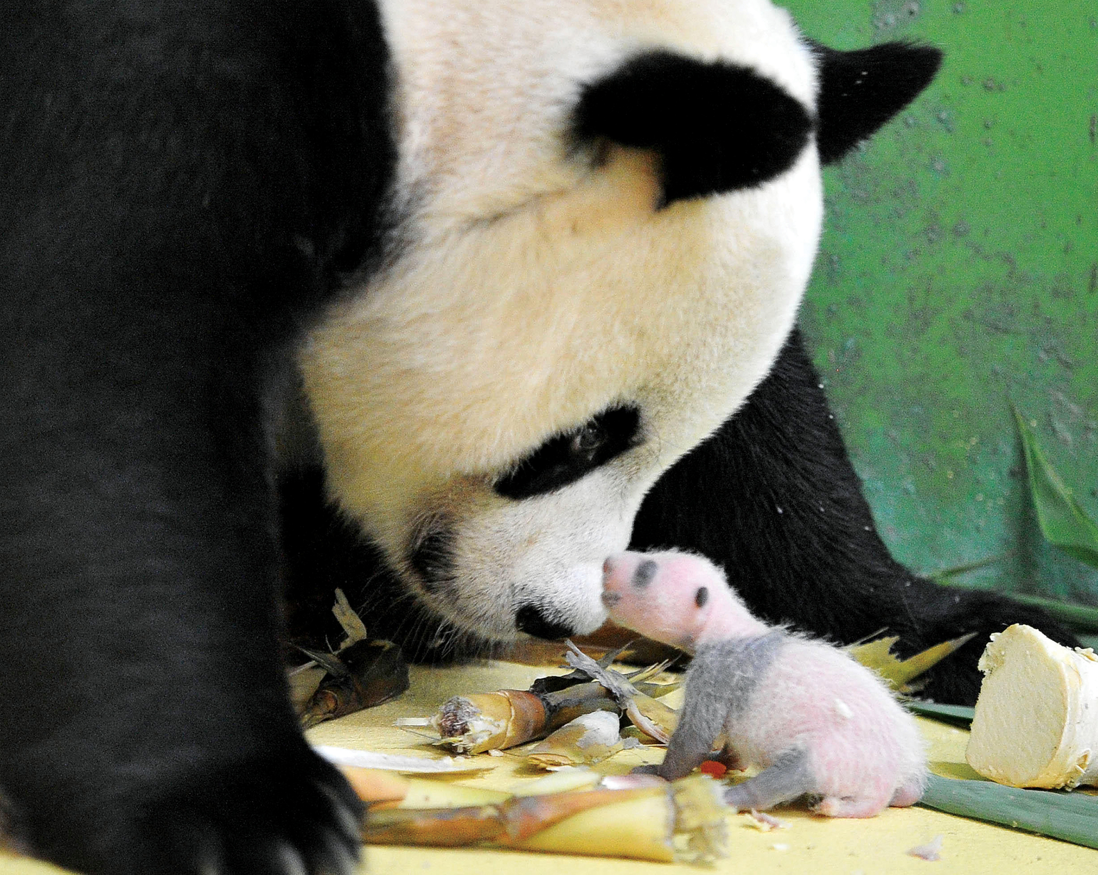 A mama panda with her eighteen-day-old cub at Chimelong Safari Park in - photo 3