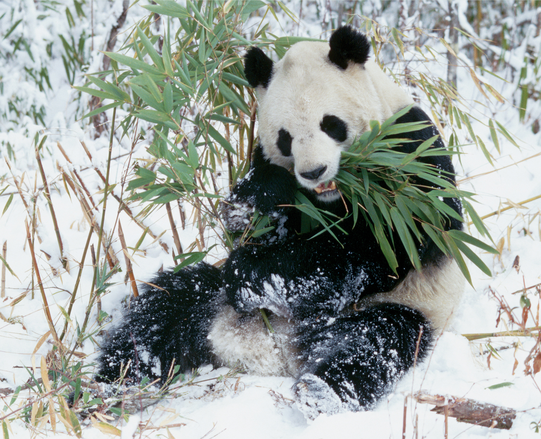 A giant panda in the Wolong Nature Reserve chomps on bamboo There are roughly - photo 4