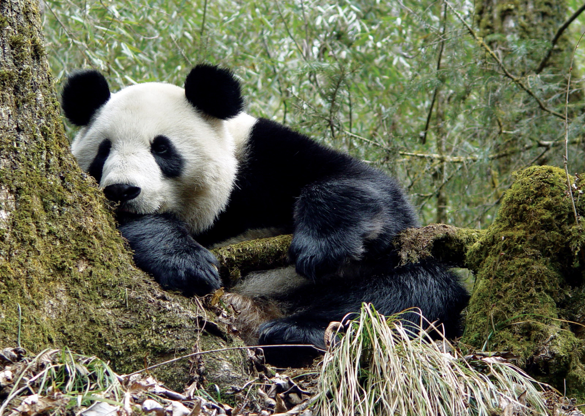 A panda at Wolong hides out by a tree For pandas here as well as those in - photo 6