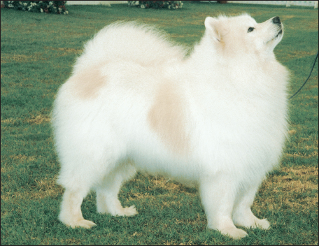 Other Arctic breeds included the pure-white Samoyed also revered for its - photo 3