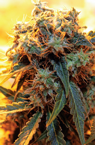 Dont Panic Organix produces some incredible strains such as Funxtaz Get Rite - photo 3