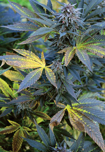 The dark green colors on this plant indicate a strong indica background I - photo 4