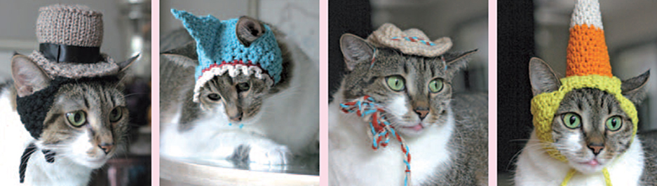 Saras cat Dorothy is always first in line to try out the new hats When - photo 6