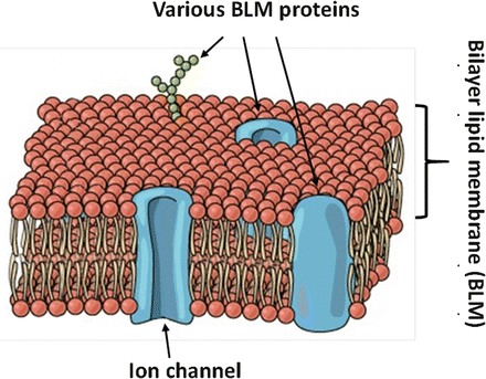 Fig 11 Typical BLM populated with various membrane proteins source The - photo 1