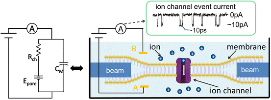 Fig 13 Ion channel physical structure right with an equivalent circuit - photo 3