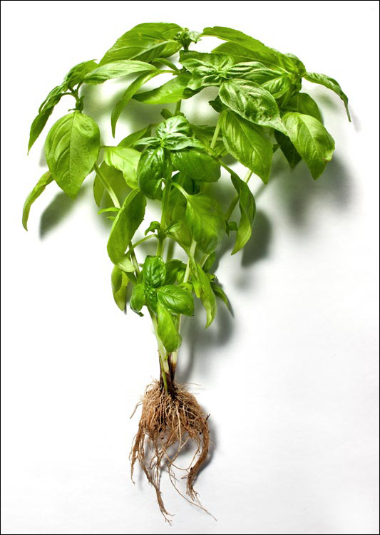 Fresh Basil Prep 20 minutes Cook 20 minutes Chill 4 hours Makes 4 servings - photo 4