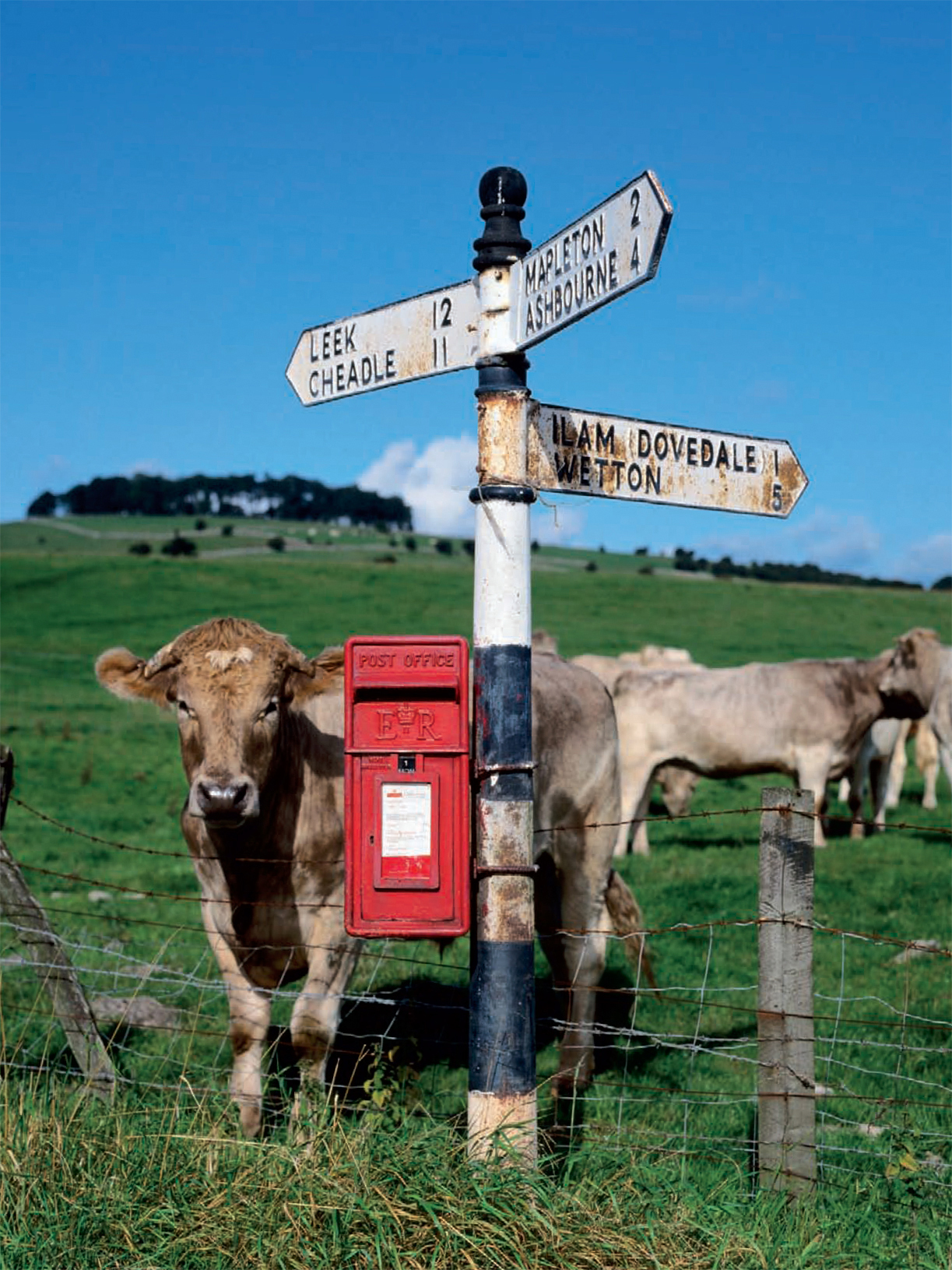 A pastoral scene with curious onlooker greets the passerby at a rural - photo 4