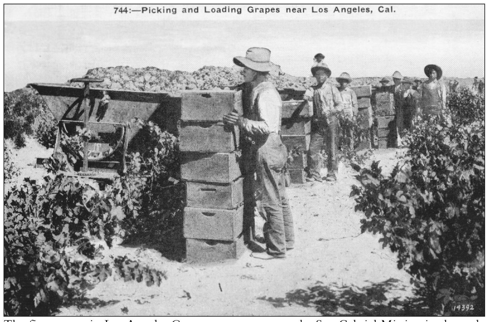 The first grapes in Los Angeles County were grown at the San Gabriel Mission in - photo 4