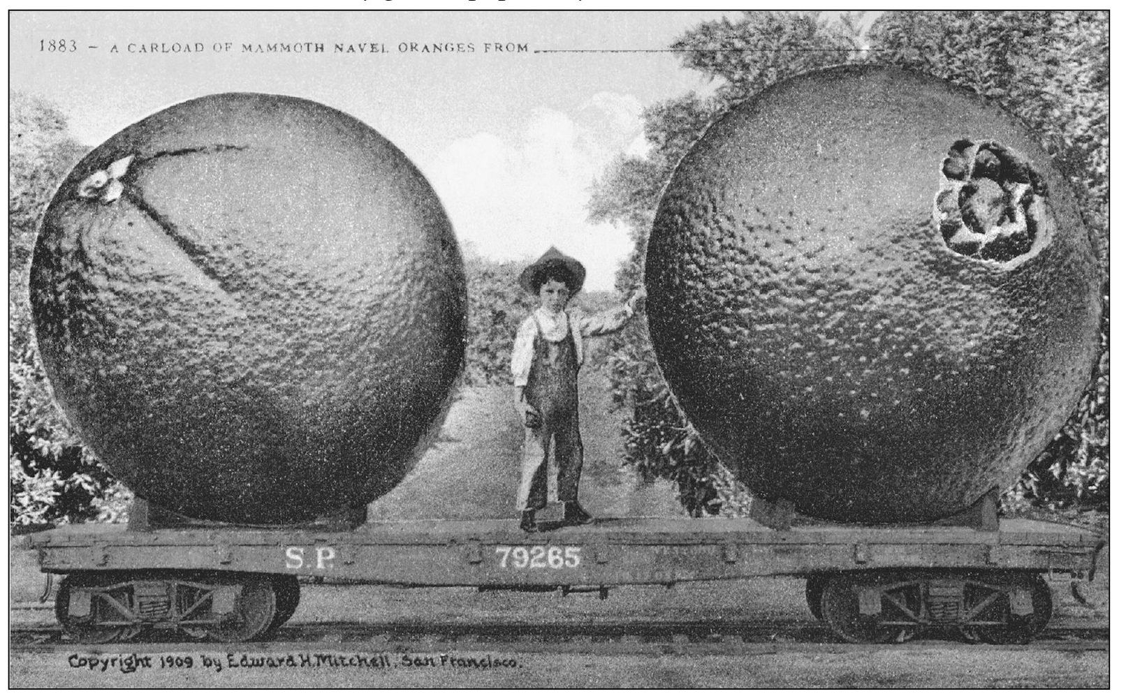 To emphasize the areas growing potential postcards of exaggerated fruits and - photo 5