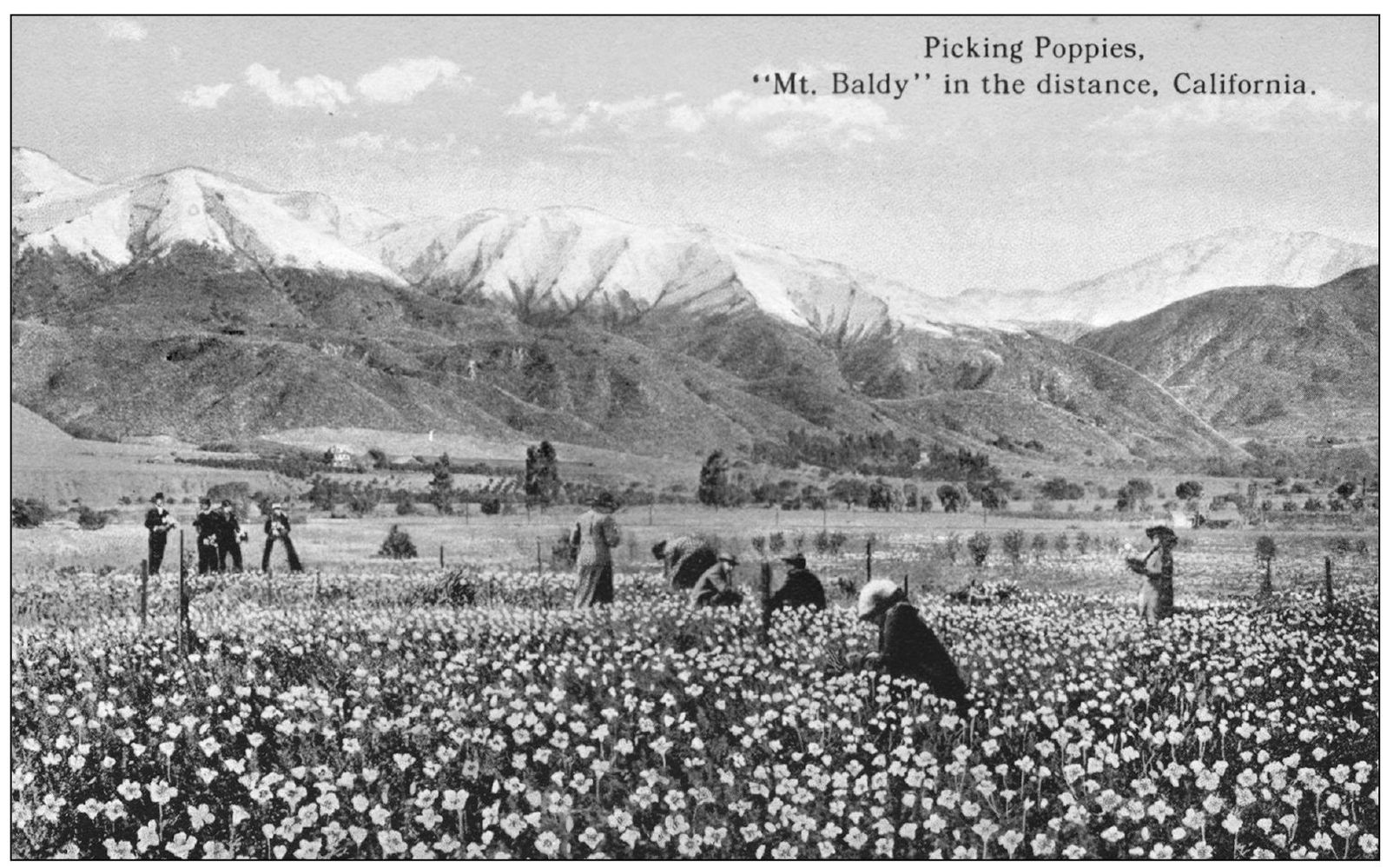In the early 1900s fields of California poppies covered the expansive open - photo 7