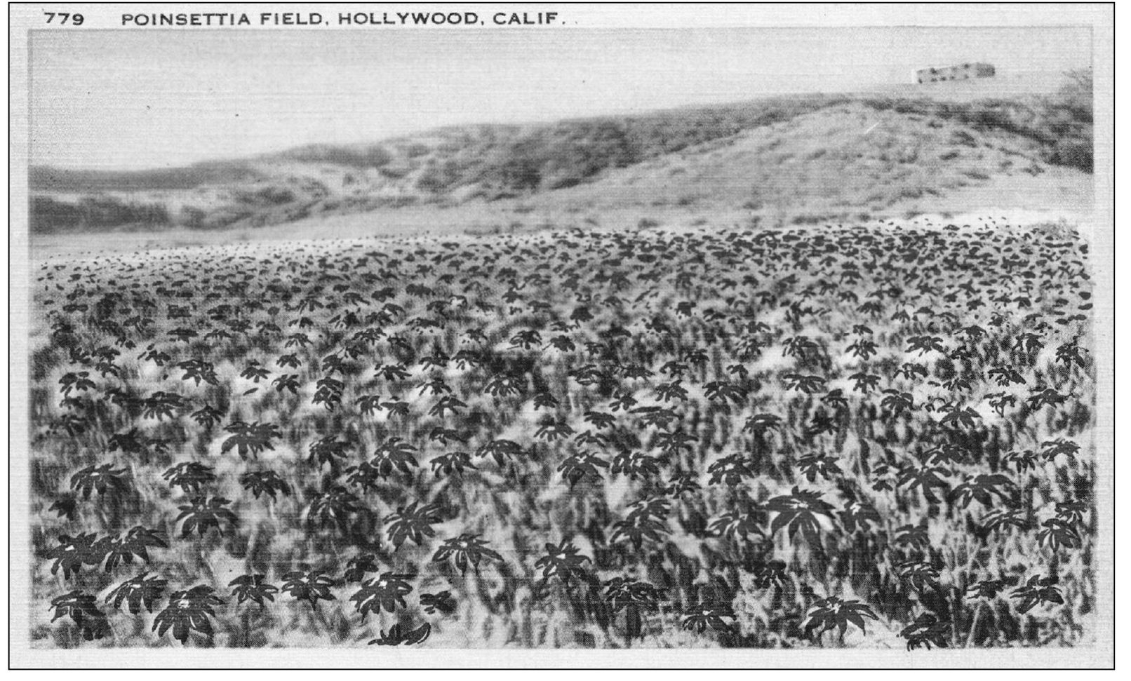 When Albert Ecke settled in Los Angeles in 1906 he became interested in the - photo 9