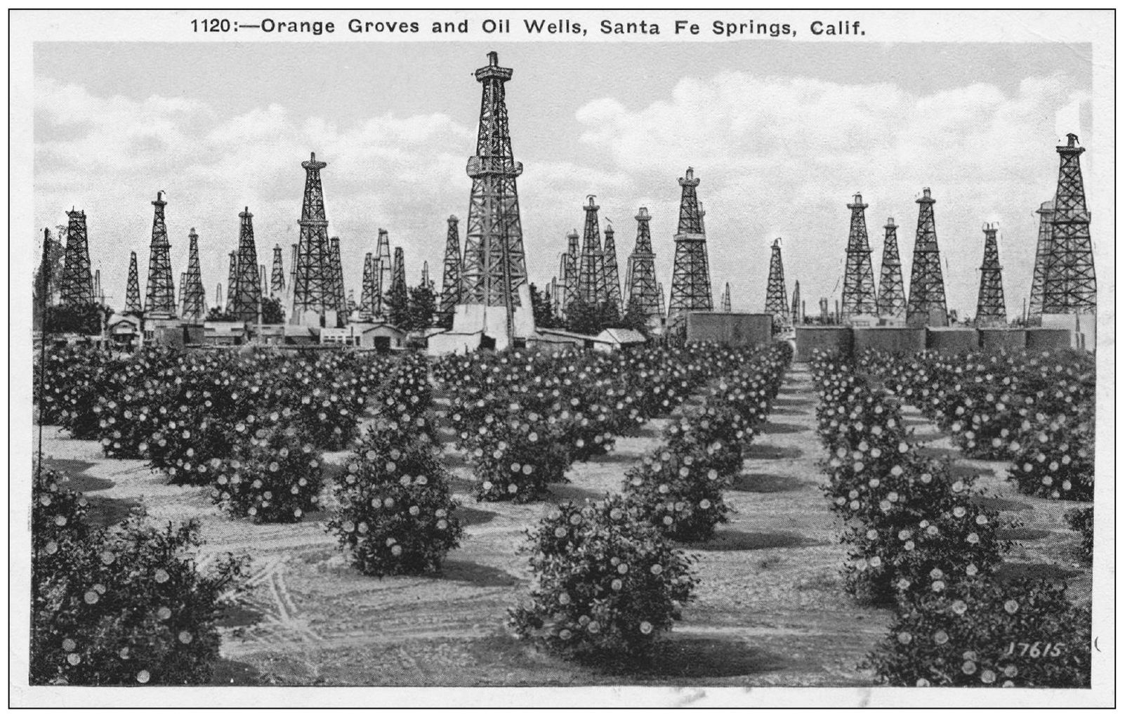 This postcard pictures an orange grove in Santa Fe Springs with oil derricks - photo 13