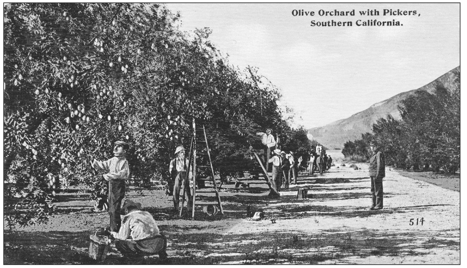 This 1913 postcard depicts pickers harvesting an olive orchard Olive - photo 14